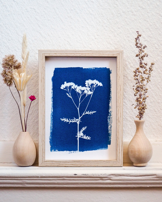 Petit Format - Achillée millefeuille