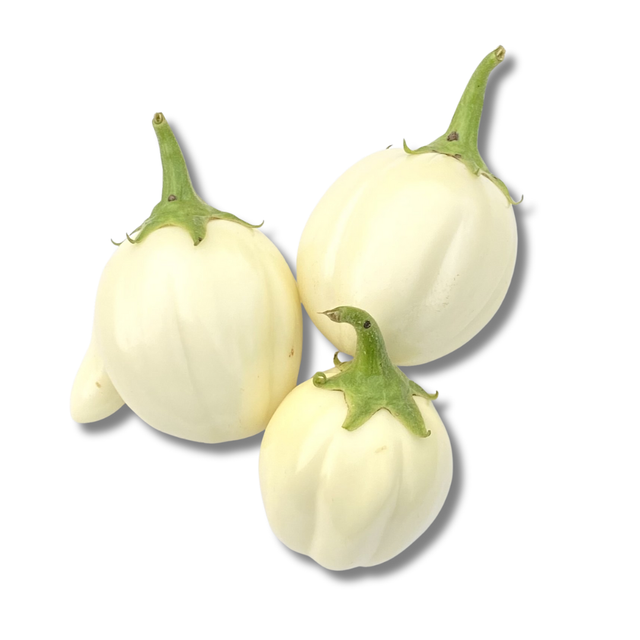White African Egg plant- 