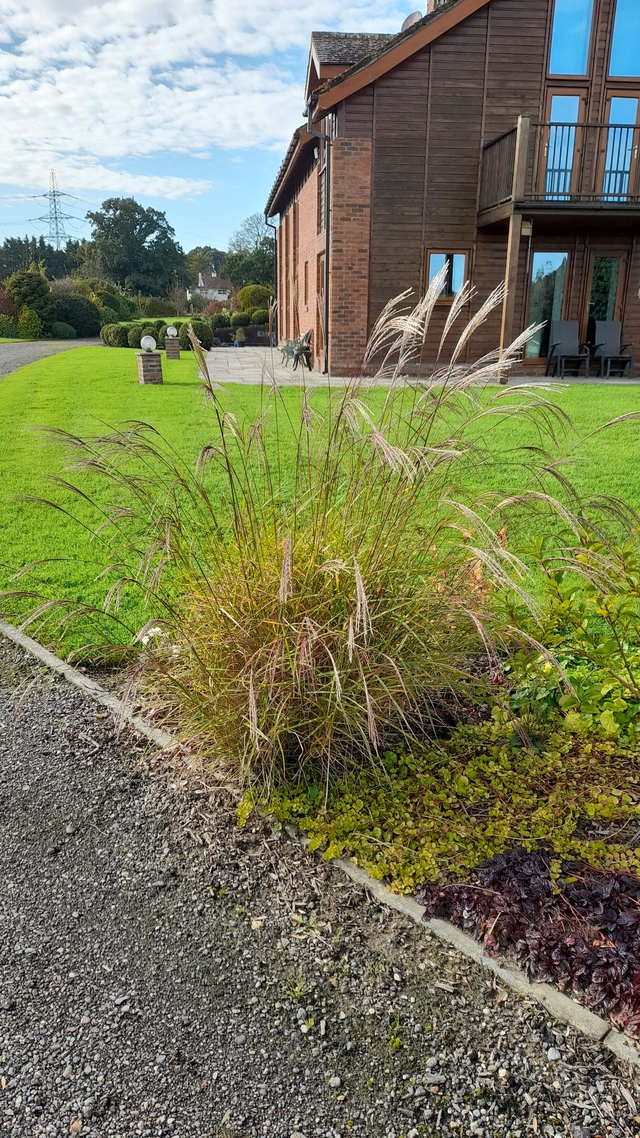 Miscanthus Sinensis Strictus Dwarf - 1ltr pot