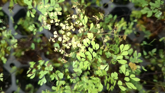 Adiantum microphyllum plug plant