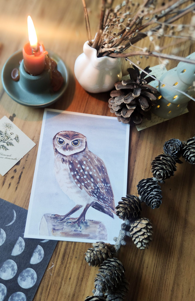 Petite chevêche - carte postale 