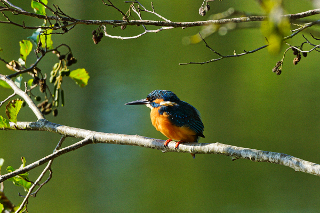 Martin pêcheur posé