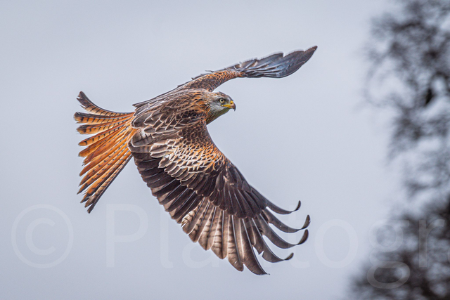 Red kite - limited edition poster print