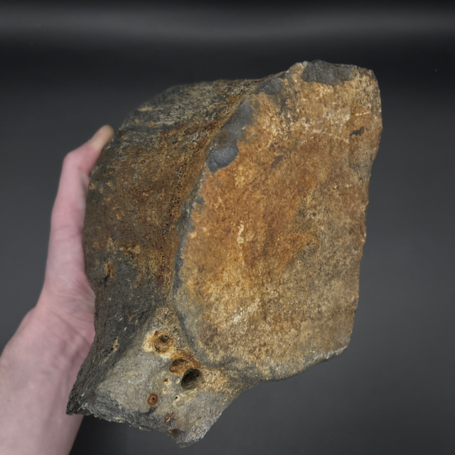 Whale Partial Vertebra 