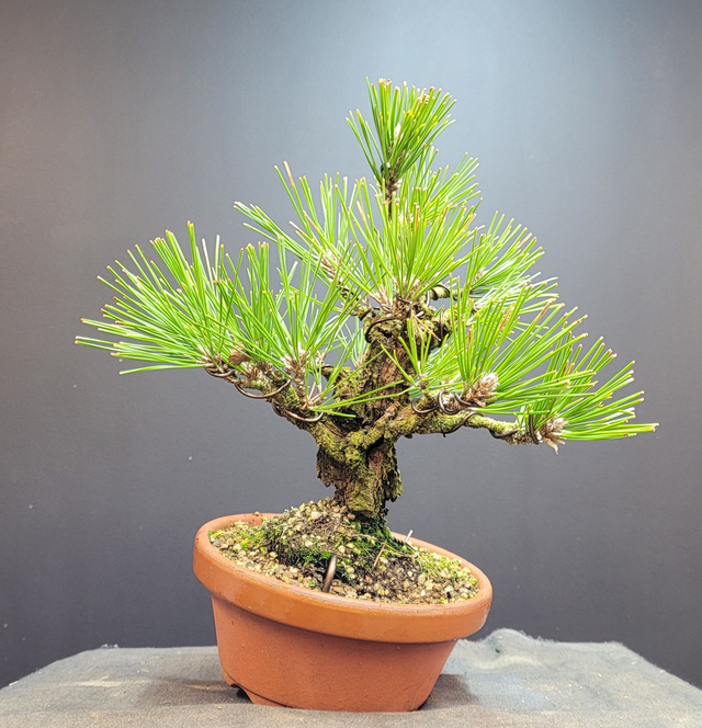 (177) pin noir corticosa