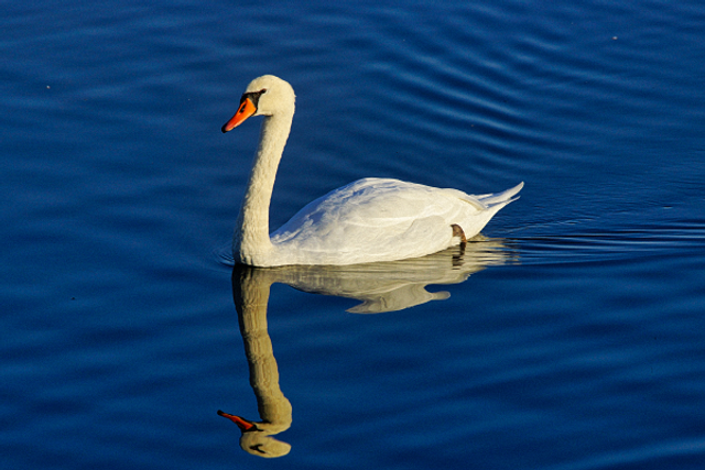 Cygne