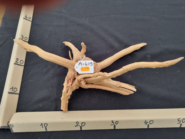 Racine araignée A-419