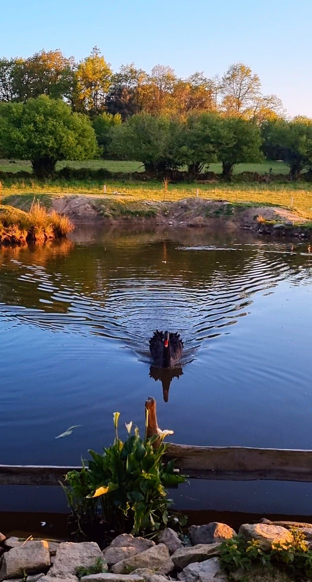 Mix Lake Residents, includes floating 20kgs