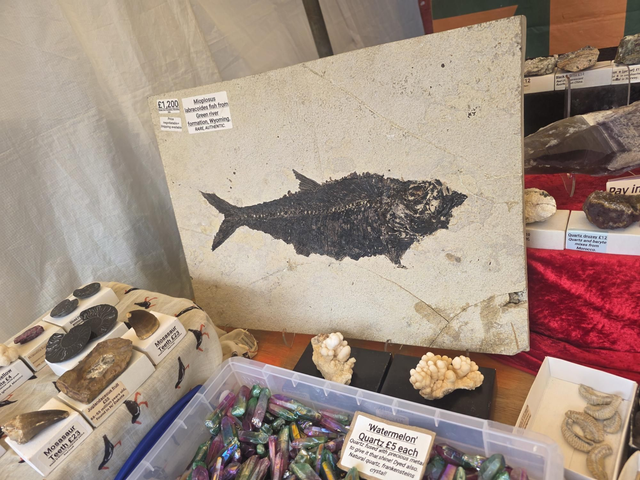 Mioplosus labracoides fish