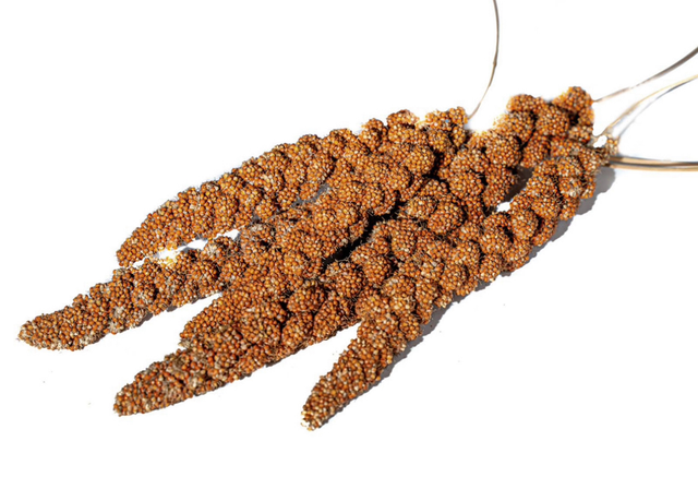 Red millet sprays