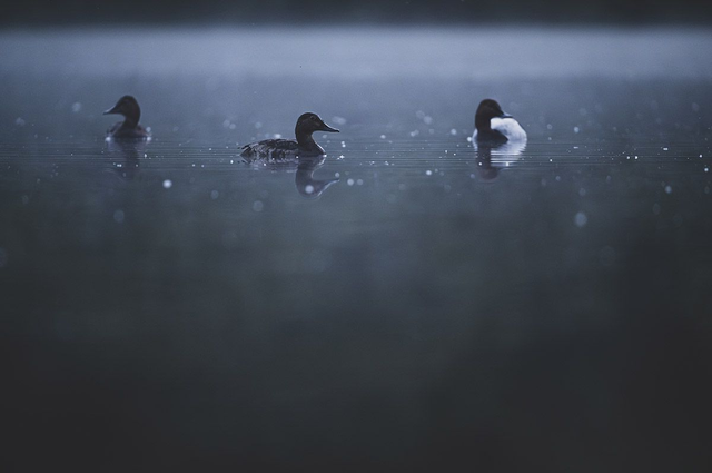 La mafia de l'étang