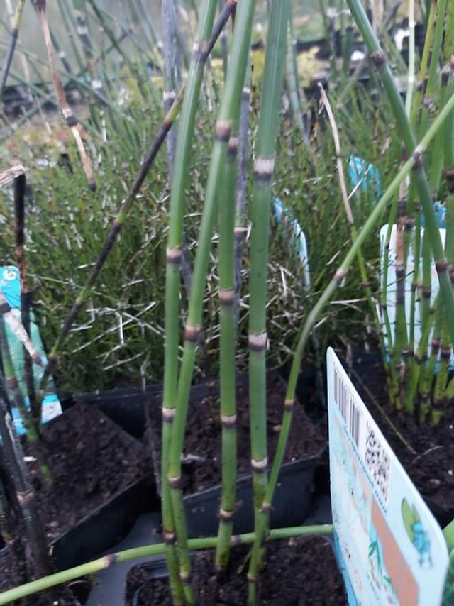 Equisetum japonicum -Barred Horsetail 