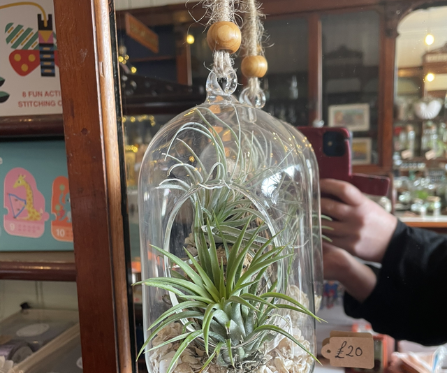 Glass Hanging Air Plant