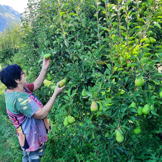 Confiture poires Williams