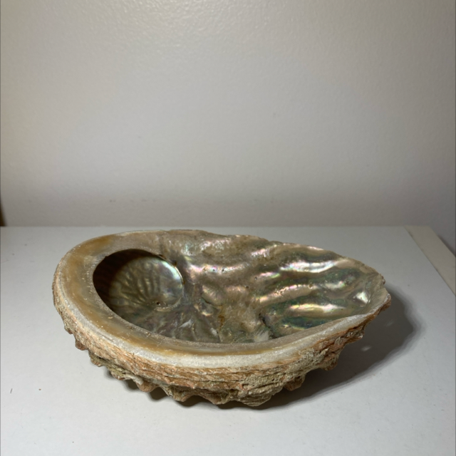 Smudge Dish Abalone Shell 