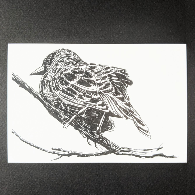 Oiseau 