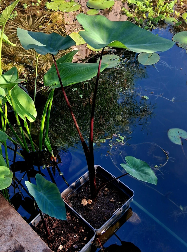 I03 . Colocasia Green Magic