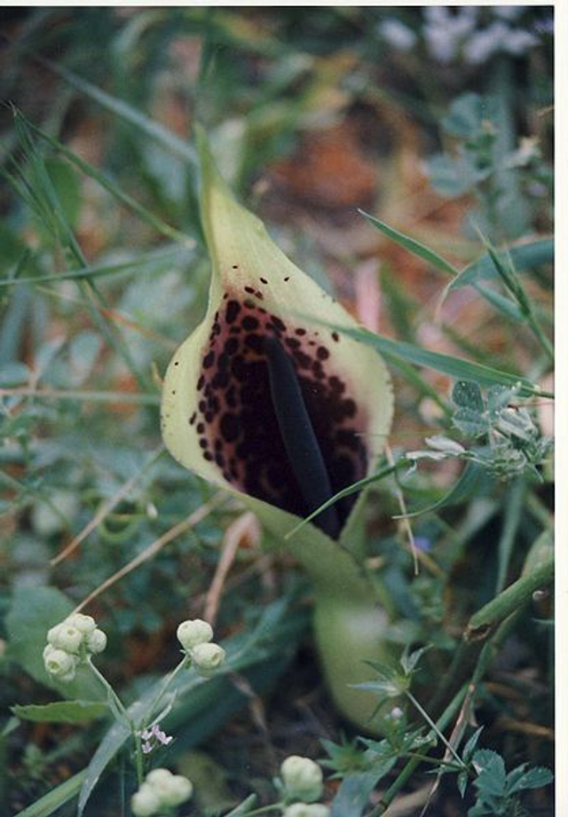 Arum dioscoridis 
