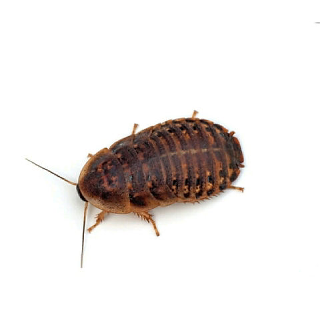 Dubia roaches