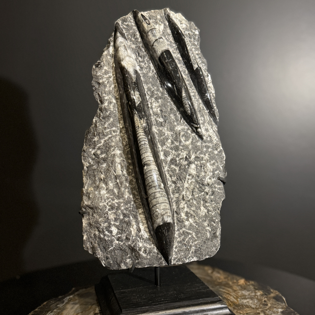 Orthocéras sur socle 002