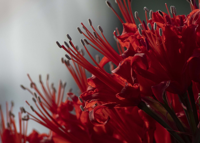 N. Corusca Major III - Nerine Sarniensis