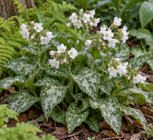 Pulmonaria 'Ice Ballet' P11 (1.3 litre)