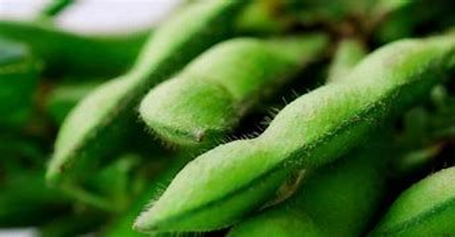 Edamame Bean in pods 500G