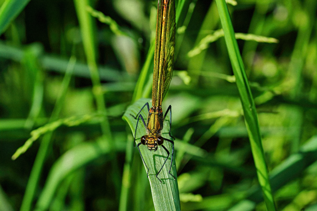 Demoiselle sur une herbe