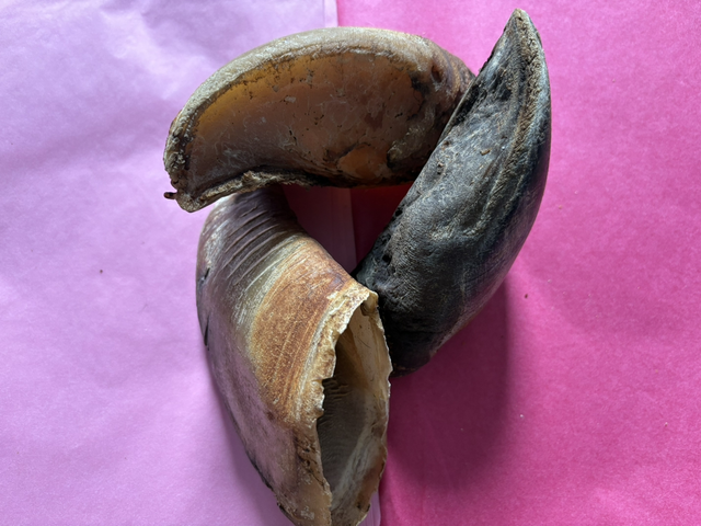 1 cow hoof
