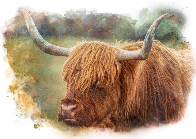 Highland Moo
