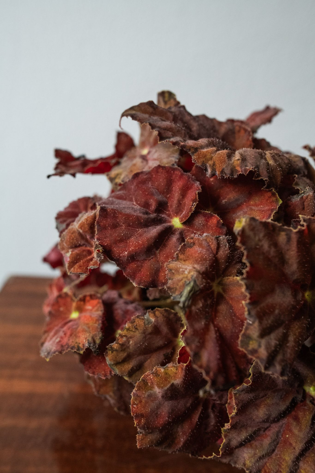 Begonia Beleaf Amber Love 🌿