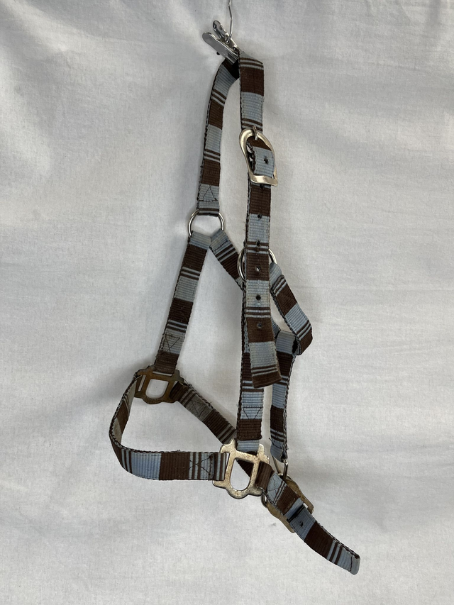 Licol marron et bleu Taille Pur-sang