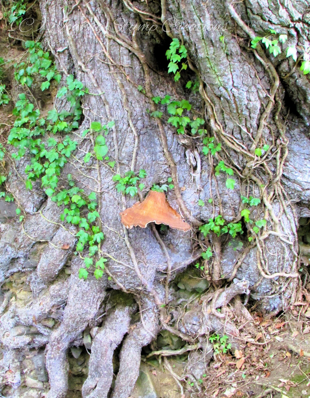 Photographic Open Edition Print from my "Woodland" collection, "A Fairy's Porch"