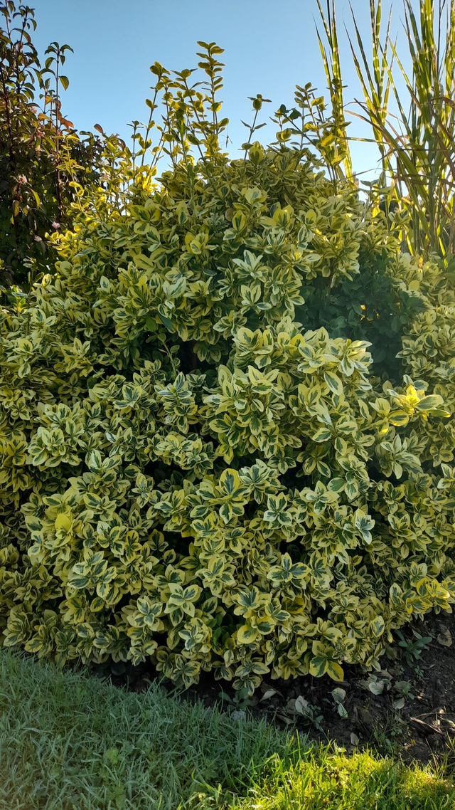 Euonymus japonicus 'Emerald 'n' Gold' - 1ltr pot
