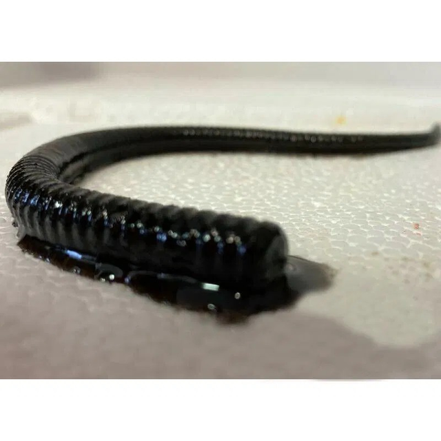 ARTIFICIAL BAITS - BLACK LUGWORM