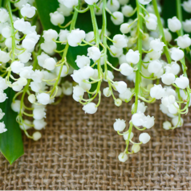 MUGUET 