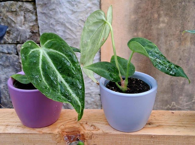 C21 . Anthurium magnificum in "mini cachpot"