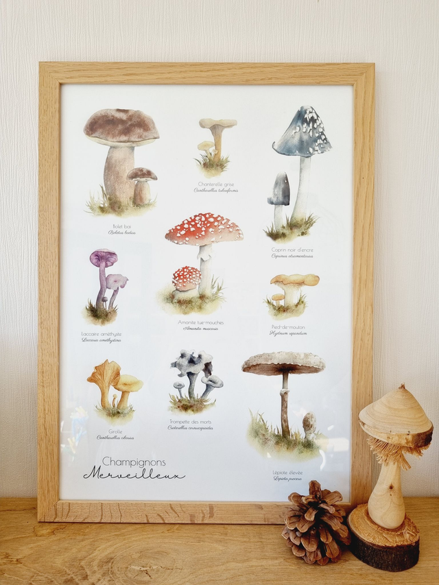 Affiche "Champignons Merveilleux"