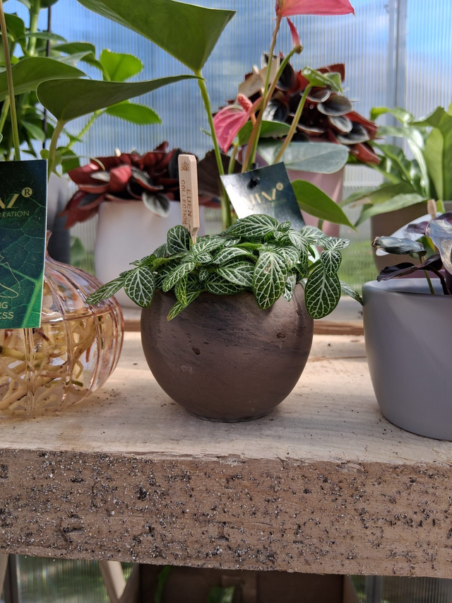 C30 . Fittonia verschaffeltii in "LUNA BASALT"