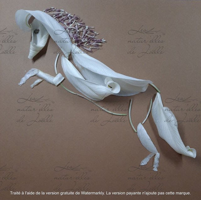 Ballet équestre 20x20cm Papier classique 180g 