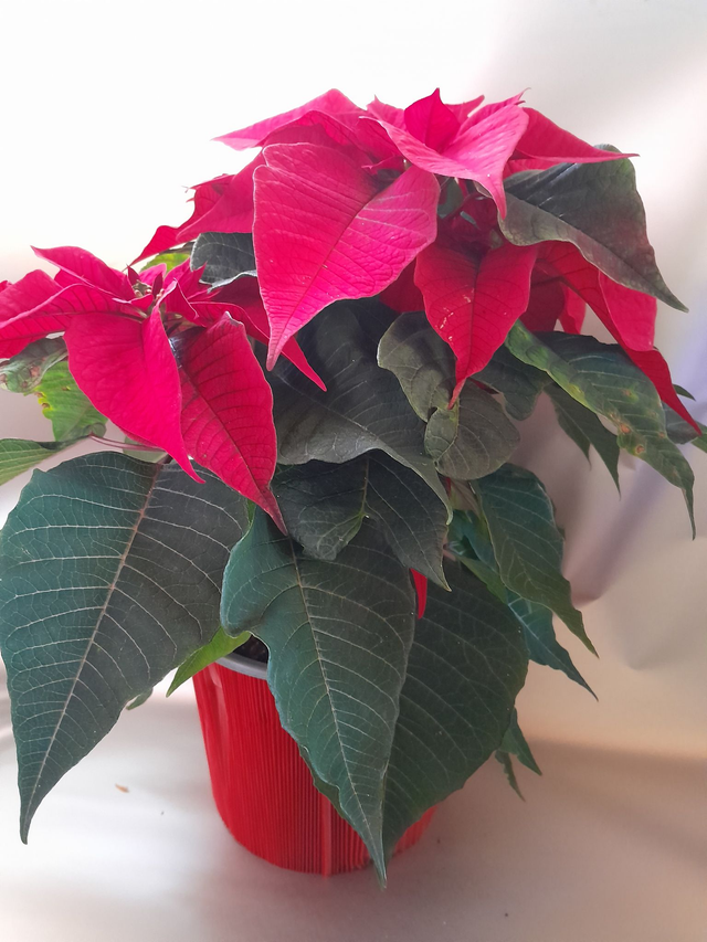Poinsettia GM