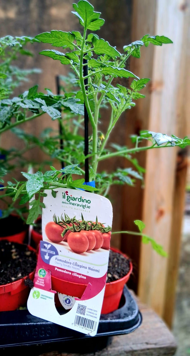 O24 . Pomodoro ciliegino Naomi innestato in vaso 14