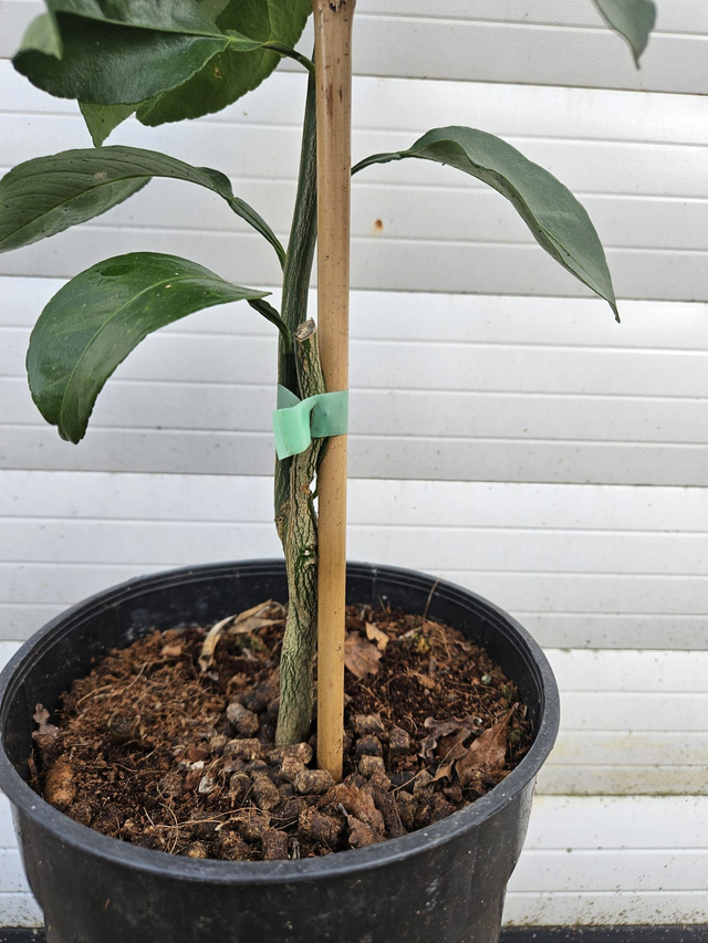 Orange Cara Cara 3L 4475