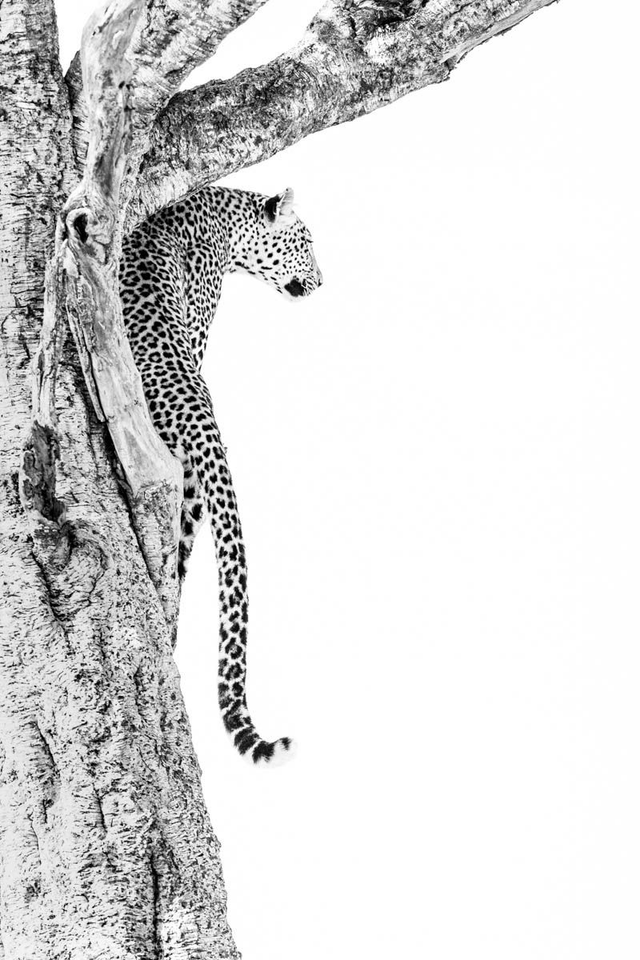 Tirage "Sensualité perchée"