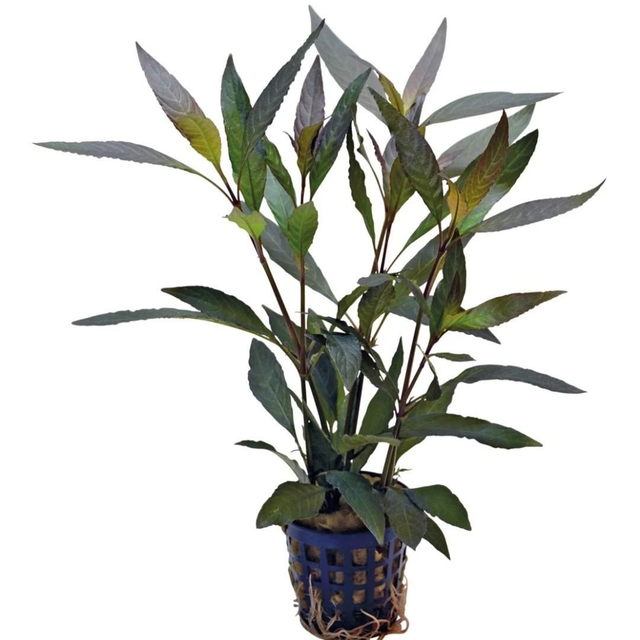 AP Hygrophila Guanensis 8715897272370