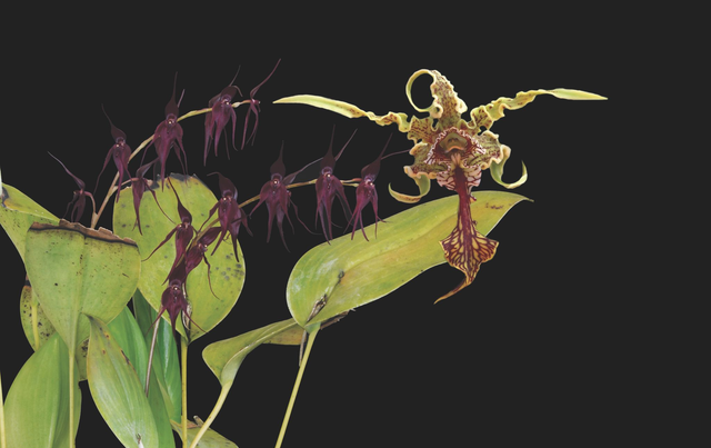 Defend &amp; Protect Combination Essence