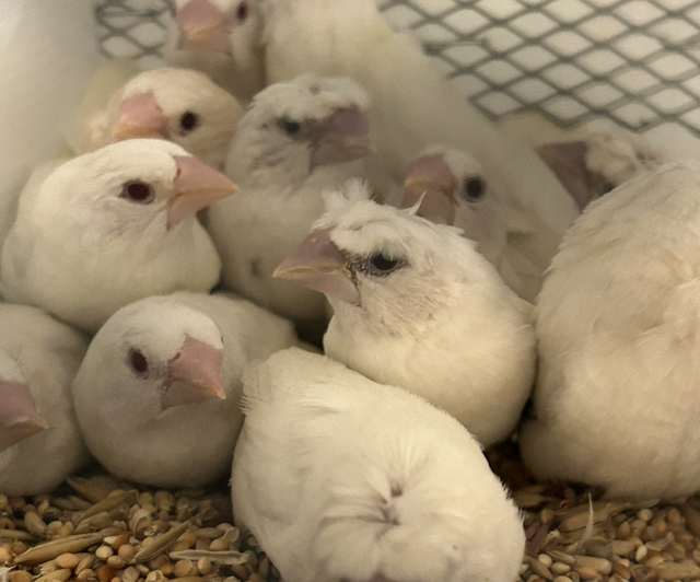 Bengalese Finches, Single