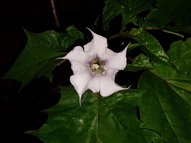 100 graines Datura stramonium var tatula seed samen burgmansia semilla stramoine