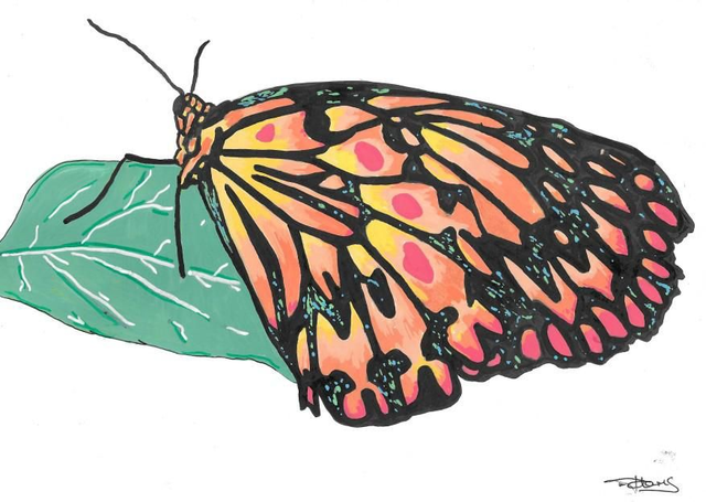 A4 print - The Butterfly