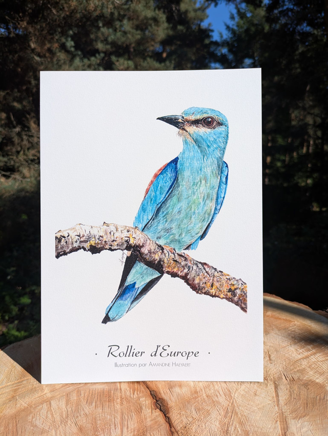 Tirage Rollier d'Europe